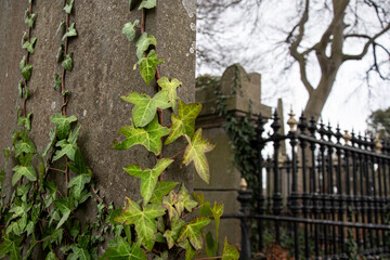 ivy-covered gravestone