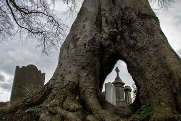 The hollow beech tree