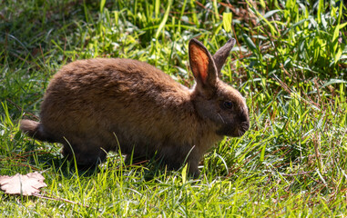 Bunny roaming the park freely.