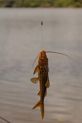 catfish hanging on fishing line