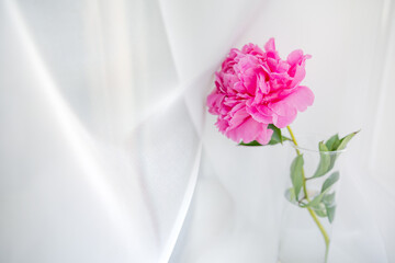 Obraz na płótnie Canvas A shot of beautiful pink peony flower in a glass vase on a white background. Copy space for text.