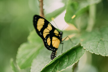Prachtvolle Schmetterlinge