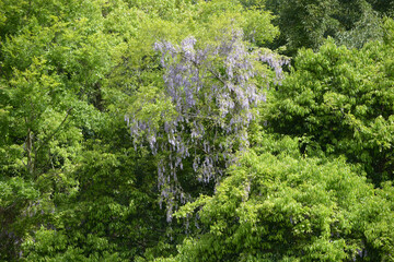 新緑とヤマフジ