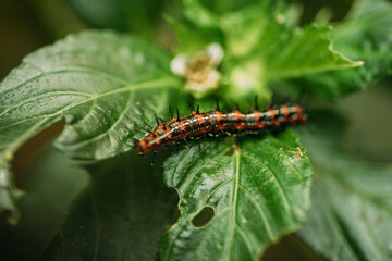 Die kleine Raupe