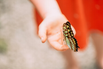 Schmetterling Nahaufnahme