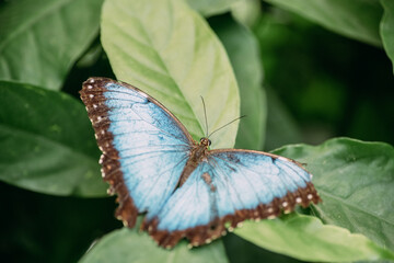 Blauer Morphofalter