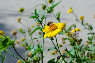 bee on a yellow flower