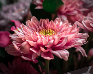 Bouquet with chrysanthemums of various pink shades.