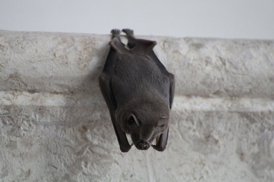 Little bat in the wall upside down 