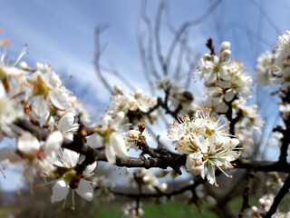 Wonderful blooming tree On Spring Day