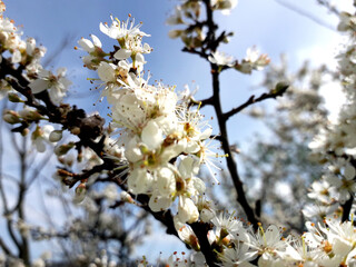 Pretty Blossom in spring time 