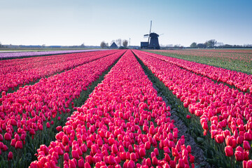 Red tulips in a Dutch field.