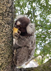 Marmoset leaning against the tree and eating a piece of banana