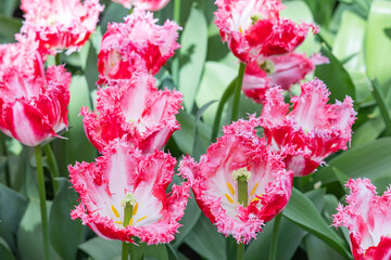 Red and white frilled tulip.