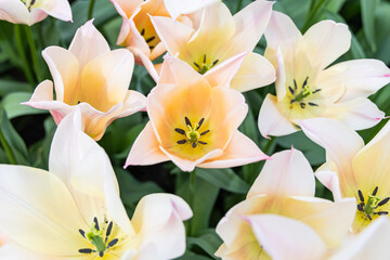 Naklejka na ściany i meble Pale colored tulips in a garden.
