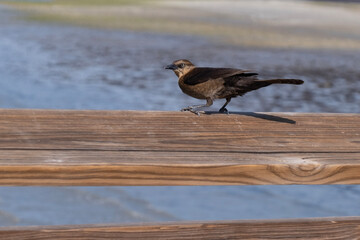 Female boat-talied grackle on a fence overlooking water
