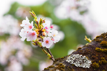 Sakura Close Up Background / Twig of beautiful japanese cherry blossoms at tree trunk with lichen plants (copy space)