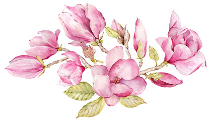 Watercolor pink magnolia composition. Beautiful flowers in spring. Pink blossom. Valentine's Day decoration.