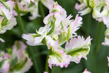 Green, white, and pink frilled tulips.