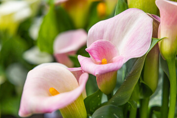 Cala lilies in a formal garden.