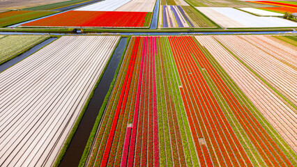 Tulip fields with reds, yellows, greens, purples and oranges in full bloom near Amsterdam (Bollenstreek), Holland, The Netherlands