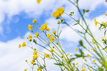 Yellow buttercup flowers and a partly sunny sky. - Powered by Adobe