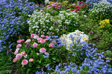 bright spring blooming flowers on display in park flower garden. Pretty floral background 