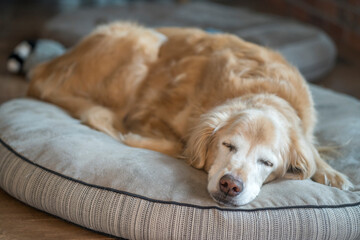 Senior Golden Retriever resting on a dog bed - obrazy, fototapety, plakaty