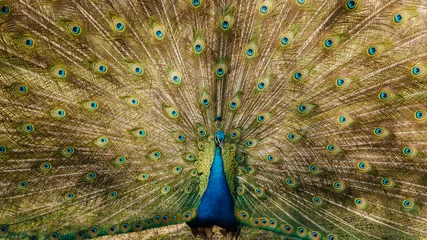 Fotobehang Peacock Plumage © Brad Simmons