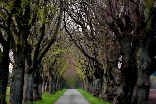 Allee im Fr&uuml;hling mit alten knorrigen B&auml;umen. Lindenallee im Fr&uuml;hling. Allee mit alten knorrigen B&auml;umen.