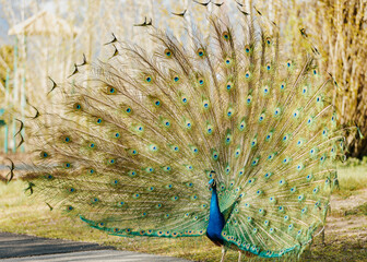 Obraz premium Peacock 10