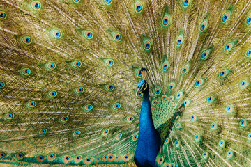 Obraz premium Peacock 9