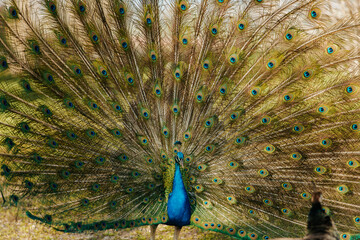 Obraz premium Peacock 4