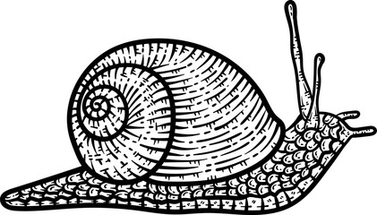Snail Animal Coloring Page for Adults