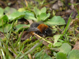 Female Clark's mining bee (Andrena clarkella) resting on moss and grass
