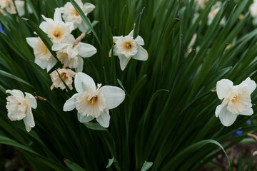 Beautiful white narcissus flower. Open bud of white narcissus