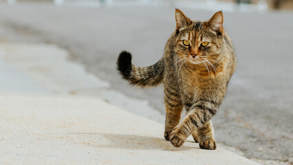 Fototapeta premium Cat Upclose 3