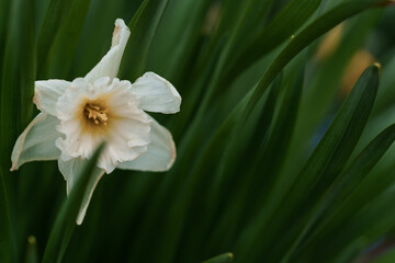 Beautiful white narcissus flower. Open bud of white narcissus