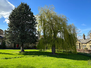 Two large old trees, in a green space, of the Victorian village World Heritage Site of, Saltaire, Bradford, UK