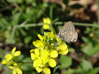 Male Lang's short-tailed blue, also known as common zebra blue, (Leptotes pirithous) butterfly feeding on yellow mustard flowers - ventral view