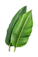 Fototapeta premium Banana leaf isolated on transparent background. Green banana leaves, tropical plant.