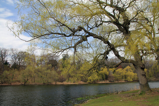 Landscape with  river and trees