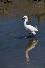 A snowy egret wading in a tidal flat.