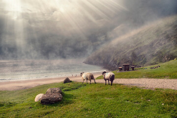 Beautiful nature scene with two wool sheep walking on a foot path towards beach and ocean in a fog. Keem beach Ireland. Two models in fine fur coat on a walk. Cloudy sky with sun rays.
