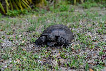 turtle on the grass