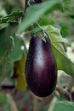 O fruto da &aacute;rvore da beringela