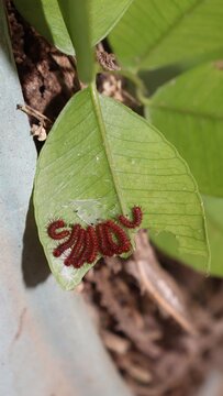 Larval stage of taturana, populalarly known as fire Caterpillar. Insext releases toxin through bristles.