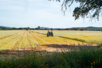 Agricultor en su tractor segando un campo con pasto y flores amarillas.