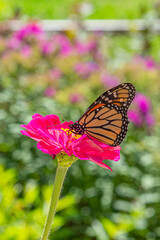 Monarch butterfly perched on bright pink flower in garden