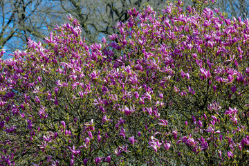 Obraz na płótnie Canvas Selective focus branches of Magnolia full bloom on the tree, Purple pink flower in spring, Magnolia is a large genus of flowering plant species in the subfamily Magnolioideae, Nature floral background